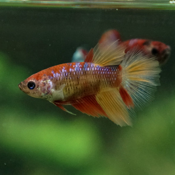 Multicolor/ Galaxy Koi Halfmoon- Female- 13 Weeks Old