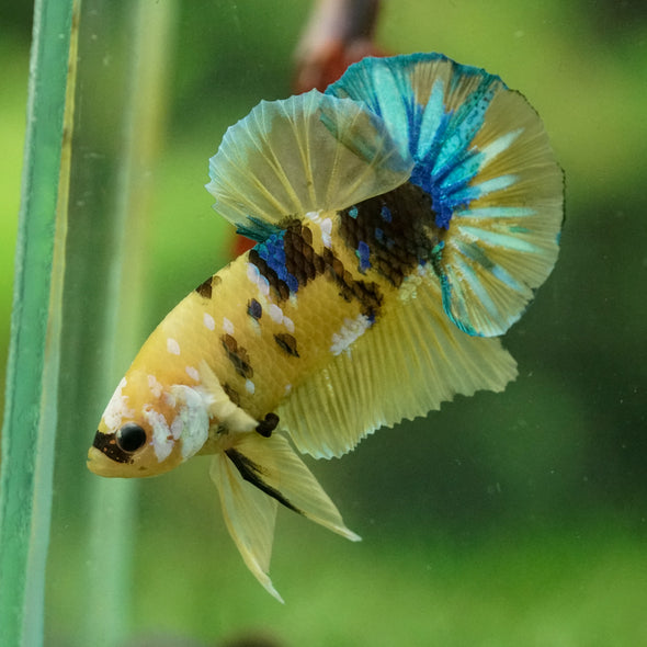 Multicolor/Galaxy Koi Plakat -16 weeks Old