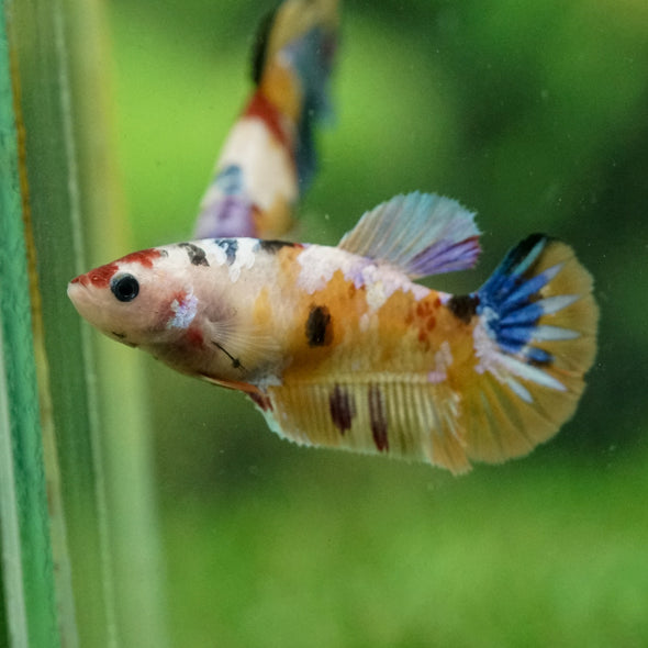 Multicolor/ Galaxy Koi Plakat- Female- 13 Weeks Old