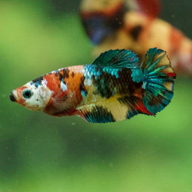 Multicolor/ Galaxy Koi Plakat- Female- 13 Weeks Old