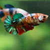 Multicolor/ Galaxy Koi Plakat- Female- 13 Weeks Old