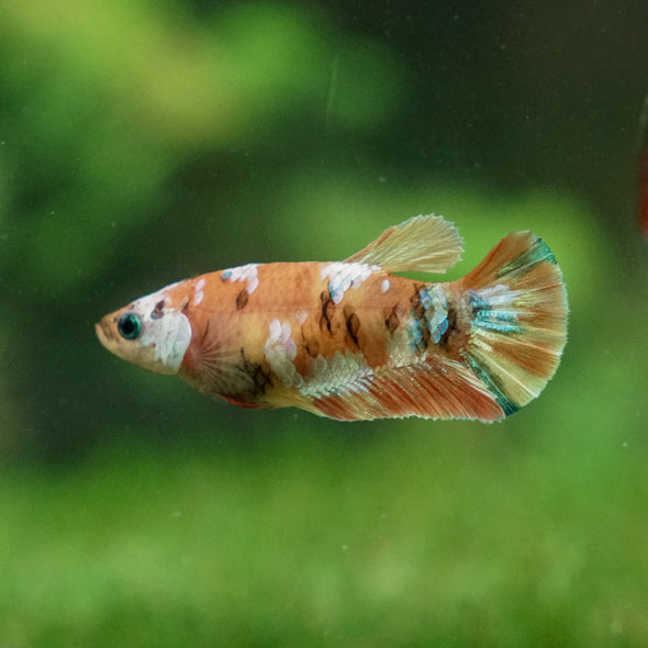 Multicolor/ Galaxy Koi Plakat - Female- 13 Weeks Old