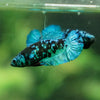 Black Galaxy Koi Plakat (Avatar) - Female- 13 Weeks Old