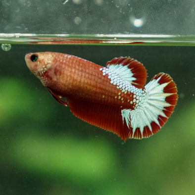 Red Fancy Plakat 13 Week Old- Female