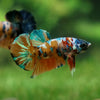 Multicolor/Galaxy Koi Plakat -13 weeks Old