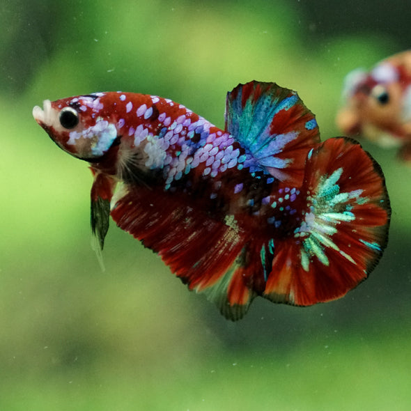 Multicolor/Galaxy Koi Plakat -13 weeks Old