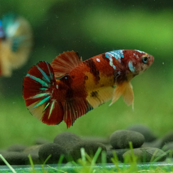 Multicolor/ Galaxy Koi Plakat- Female- 13 Weeks Old