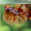 Galaxy/Candy Koi Halfmoon - 14 weeks old