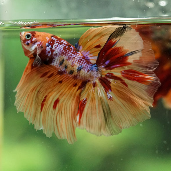 Galaxy/Candy Koi Halfmoon - 14 weeks old