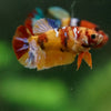 Multicolor/ Galaxy Koi Plakat- Female- 13 Weeks Old