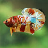 Multicolor/Galaxy Koi Plakat -16 weeks Old