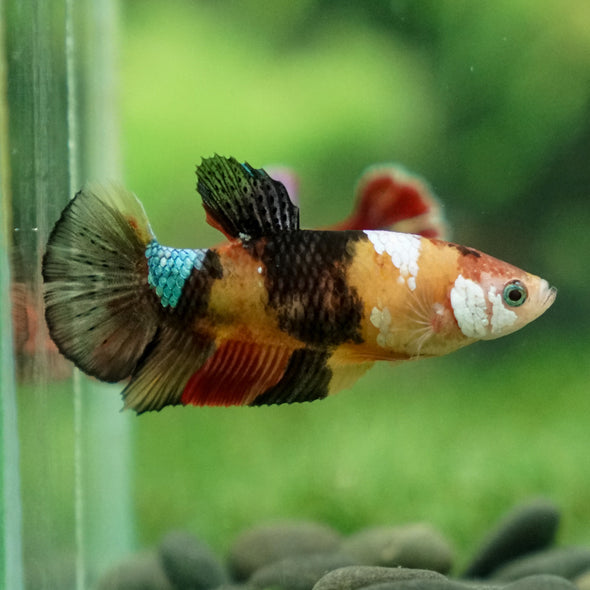 Multicolor/ Galaxy Koi Plakat- Female- 13 Weeks Old