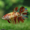 Multicolor/ Galaxy Koi Halfmoon- Female- 13 Weeks Old