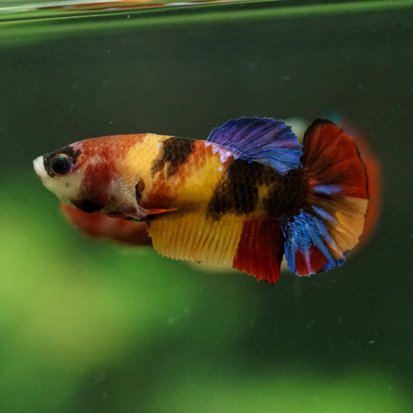 Multicolor/ Galaxy Koi Plakat- Female- 13 Weeks Old