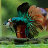 Galaxy/Candy Koi Halfmoon - 14 weeks old