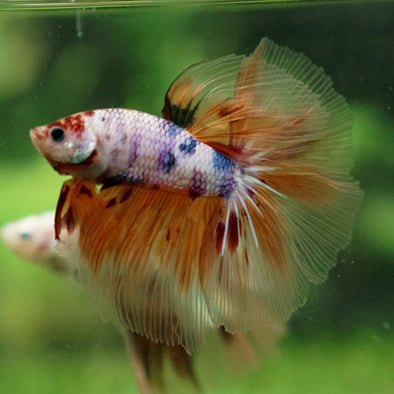 Galaxy/Candy Koi Halfmoon - 13 weeks old