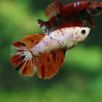 Multicolor/ Galaxy Koi Halfmoon- Female- 13 Weeks Old