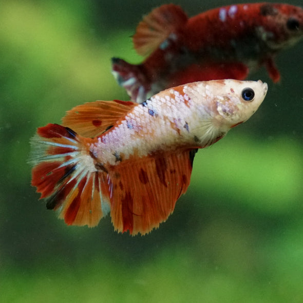 Multicolor/ Galaxy Koi Halfmoon- Female- 13 Weeks Old