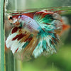 Galaxy/Candy Koi Halfmoon - 14 weeks old