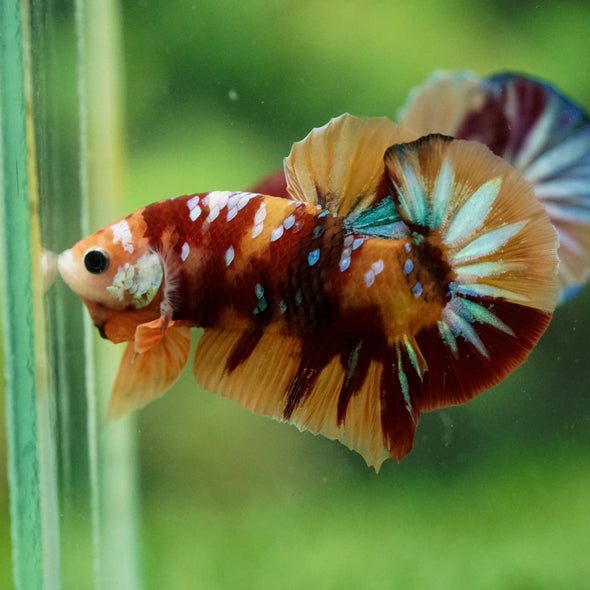 Multicolor/Galaxy Koi Plakat -14 weeks Old