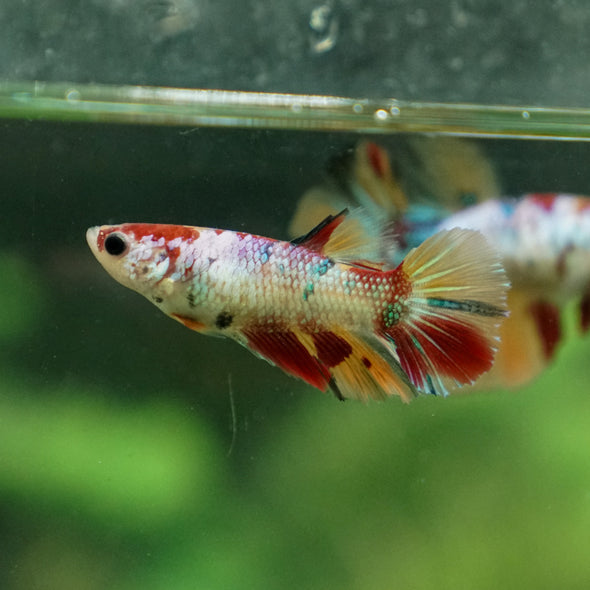 Multicolor/ Galaxy Koi Halfmoon- Female- 13 Weeks Old