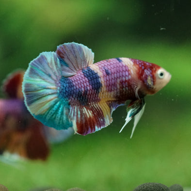 Multicolor/Galaxy Koi Plakat -11 weeks Old