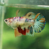 Multicolor/ Galaxy Koi Halfmoon- Female- 13 Weeks Old