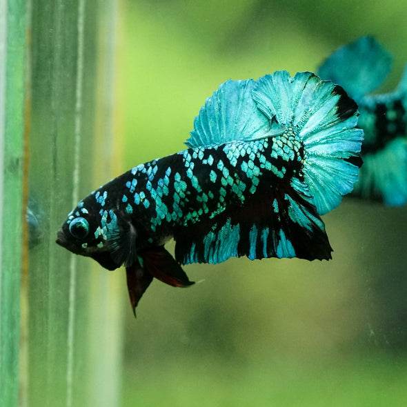 Black Koi Galaxy Plakat (Avatar) -10 weeks Old