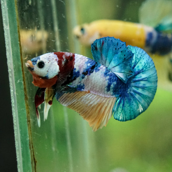 Multicolor/Galaxy Koi Plakat -16 weeks Old
