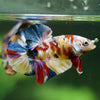 Multicolor/Galaxy Koi Plakat -15 weeks Old