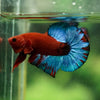 Red Fancy (Hell Boy) Plakat -13 weeks Old