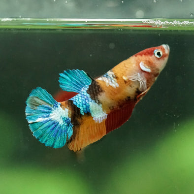 Multicolor/ Galaxy Koi Plakat- Female- 13 Weeks Old