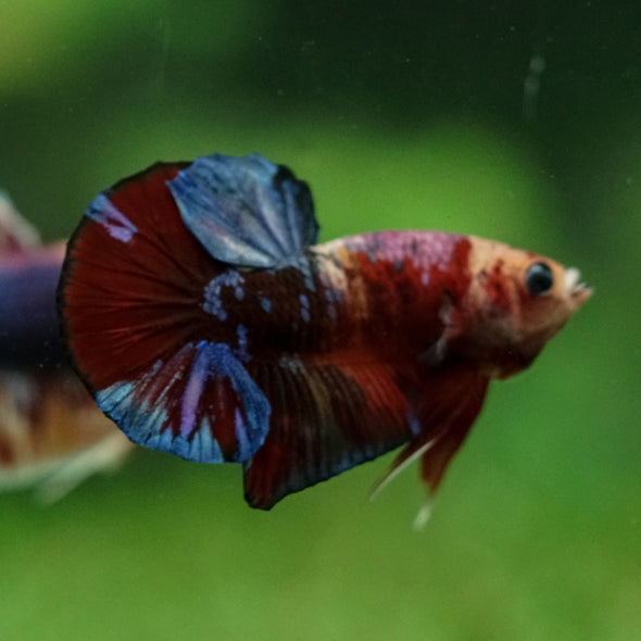 Multicolor/Galaxy Koi Plakat -11 weeks Old