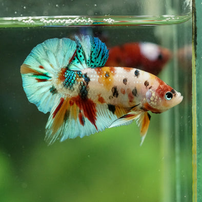 Multicolor/Galaxy Koi Plakat -16 weeks Old