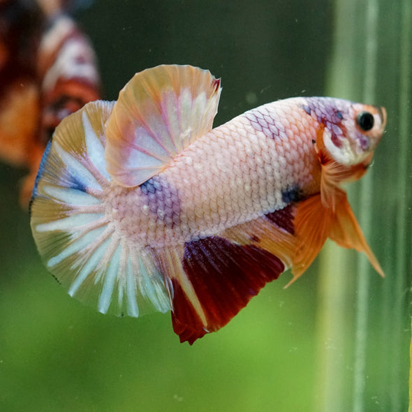 Multicolor/Galaxy Koi Plakat -16 weeks Old