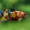 Multicolor/ Galaxy Koi Plakat- Female- 13 Weeks Old