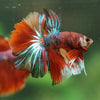 Galaxy/Candy Koi Halfmoon - 14 weeks old