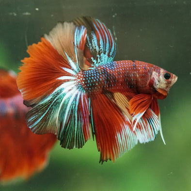 Galaxy/Candy Koi Halfmoon - 14 weeks old