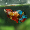 Multicolor/ Galaxy Koi Plakat- Female- 13 Weeks Old