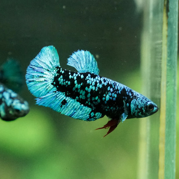 Black Galaxy Koi Plakat (Avatar) - Female- 13 Weeks Old