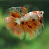 Galaxy/Candy Koi Halfmoon - 14 weeks old