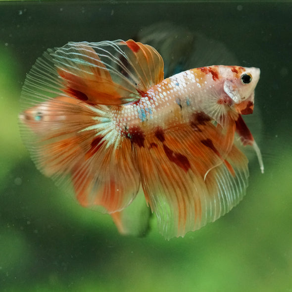 Galaxy/Candy Koi Halfmoon - 14 weeks old