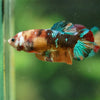 Multicolor/ Galaxy Koi Plakat- Female- 13 Weeks Old