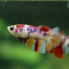 Multicolor/ Galaxy Koi Halfmoon - Female- 13 Weeks Old