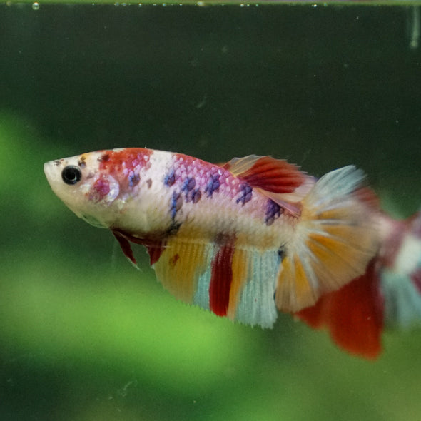 Multicolor/ Galaxy Koi Halfmoon - Female- 13 Weeks Old