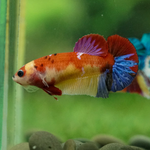 Multicolor/ Galaxy Koi Plakat- Female- 13 Weeks Old