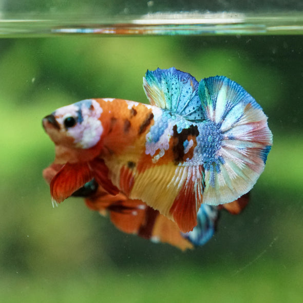 Multicolor/Galaxy Koi Plakat -13 weeks Old