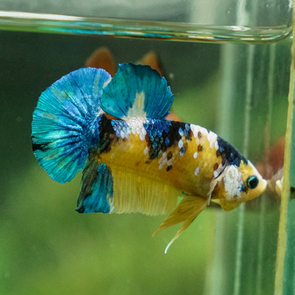 Multicolor/Galaxy Koi Plakat -13 weeks Old