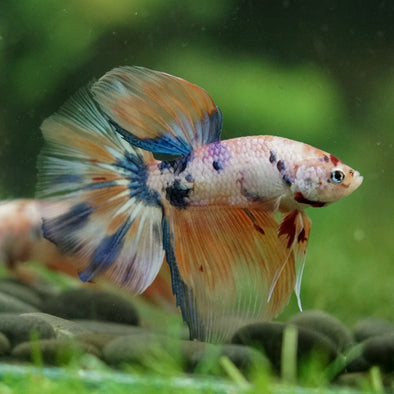 Galaxy/Candy Koi Halfmoon - 14 weeks old