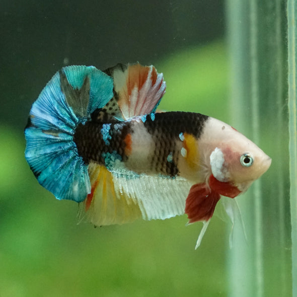 Multicolor/Galaxy Koi Plakat -11 weeks Old